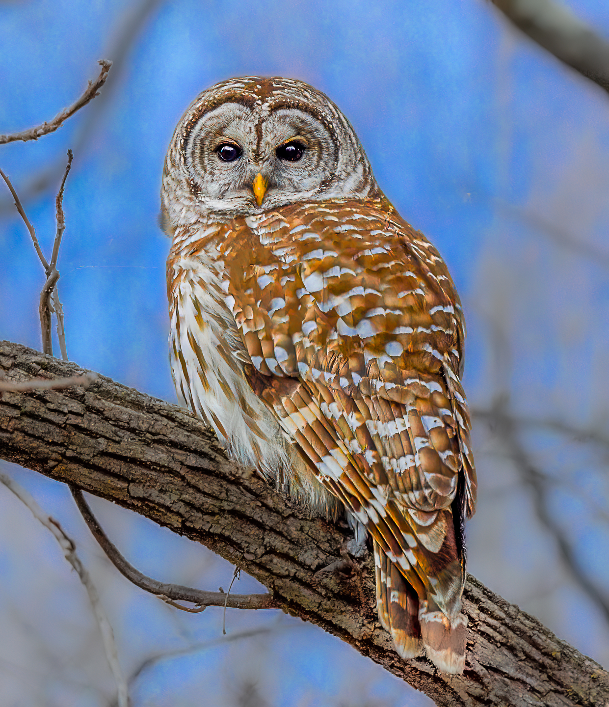 2nd Grand Award For Year End Nature In Class 1 By Melanie Berlin For Hoo Gives A Hoot With 24.5 Points in MAY-10-2023.jpg